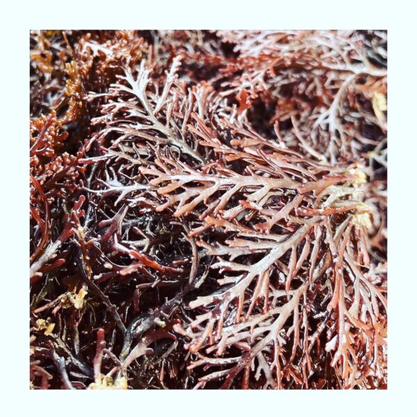 Dulse fraiche